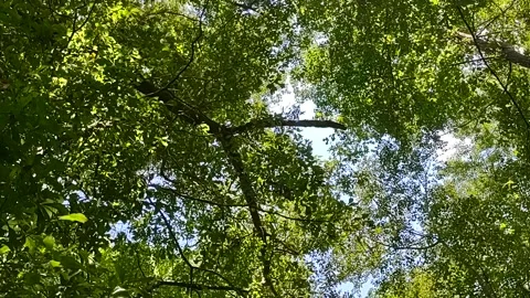 Trees Blowing In The Wind On A Sunny Summer Day Stock Footage 201346898