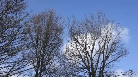 Trees blown about in strong winds by Storm Eleanor Stock Footage 84635834