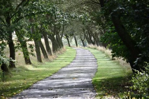 Trees blown at an angle by the prevailing wind lining a road Stock Photos