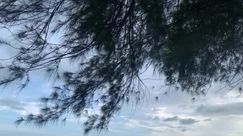 Trees blown by the beautiful wind of the beach Stockbeeldmateriaal 242971619