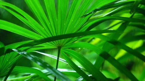 Trees Blown by Wind and Rain in the Storm Video stock 288185038