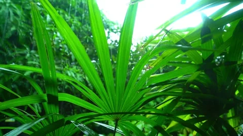 Trees Blown by Wind and Rain in the Storm Vídeos de archivo 288189496