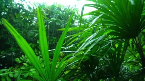 Trees Blown by Wind and Rain in the Storm Vídeos de archivo 288189497