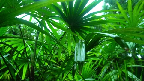 Trees Blown by Wind and Rain in the Storm Vídeos de archivo 288189500