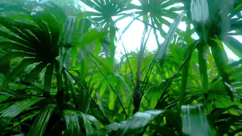 Trees Blown by Wind and Rain in the Storm Vídeos de archivo 288189622