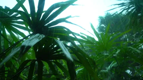 Trees Blown by Wind and Rain in the Storm Vídeos de archivo 288189704