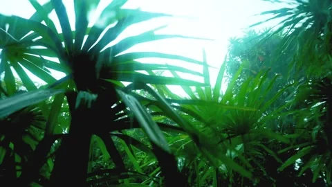 Trees Blown by Wind and Rain in the Storm Vídeos de archivo 288189707