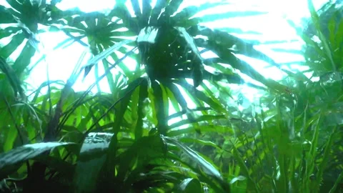 Trees Blown by Wind and Rain in the Storm Vídeos de archivo 288189712