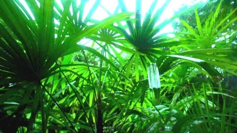 Trees Blown by Wind and Rain in the Storm Vídeos de archivo 288189715