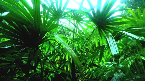 Trees Blown by Wind and Rain in the Storm Vídeos de archivo 288189739