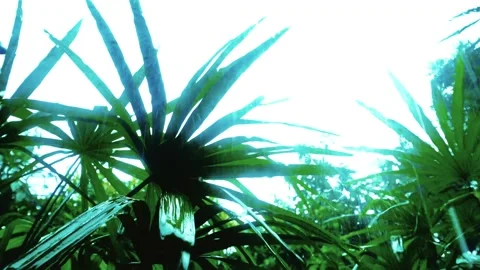 Trees Blown by Wind and Rain in the Storm Vídeos de archivo 288189757