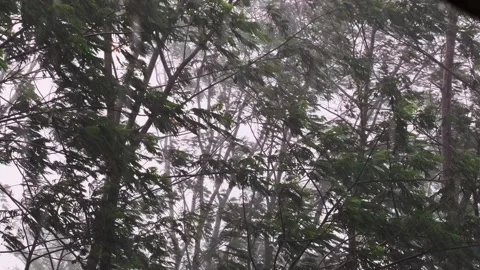Trees blown by the wind during the rainstorm Stock Footage 265367520