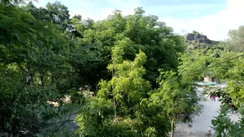 Trees blown by the wind Stock-Footage 262933235