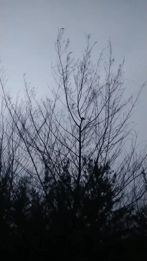 Trees blown by the wind Video stock 273857824