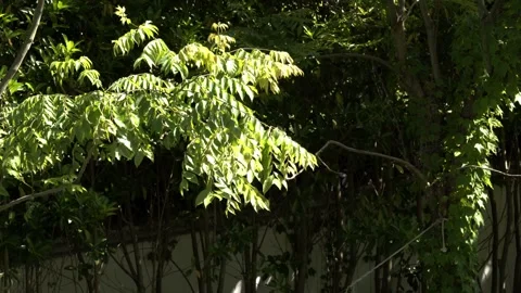 Trees blown by the wind on a sunny day in 4K 스톡 동영상 336649078