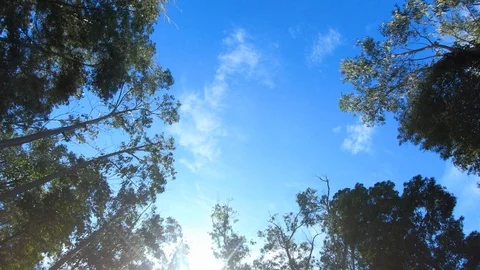 Trees, blue sky and clouds Vídeo Stock 119145480