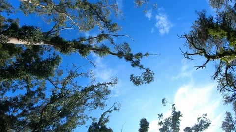 Trees, blue sky and clouds Vídeo Stock 119328486