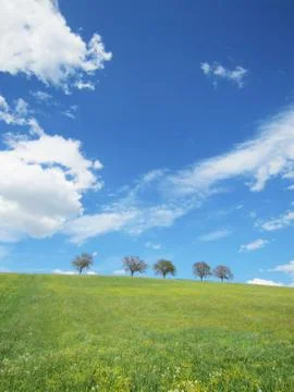 Trees with blue sky and clouds Foto stock