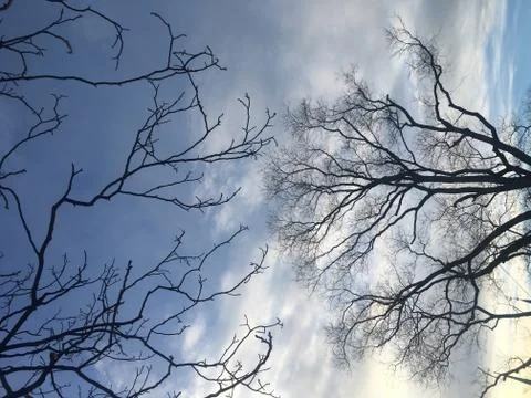 Trees with Blue Sky and Clouds Stock Photos