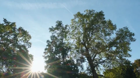 Trees, blue sky and sun in Paris with bus passing by Stock Footage 276828114