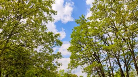Trees on blue sky background with clouds Stock Photos