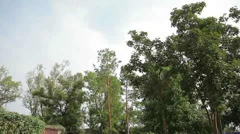 The trees on blue sky background Видео 11019477