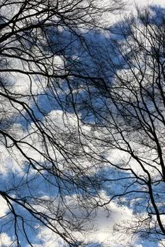 Trees in blue sky background high quality prints products Fotos de archivo