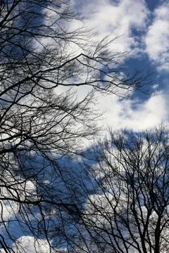 Trees in blue sky background high quality prints products Fotos de archivo