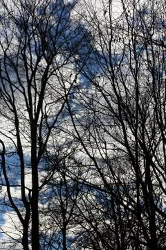 Trees in blue sky background high quality prints products Fotos de archivo