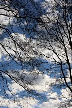 Trees in blue sky background high quality prints products Fotos de archivo