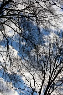 Trees in blue sky background high quality prints products Fotos de archivo