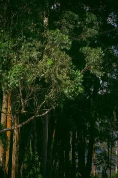 Trees with blue sky in the background Stock Photos