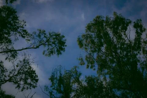 Trees with blue sky in the background Foto stock