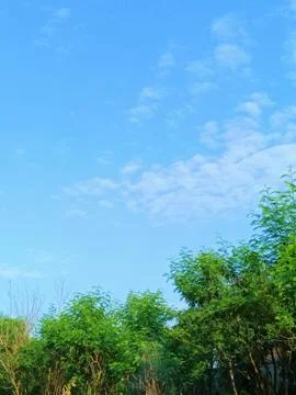 Trees with blue sky background. Stock Photos