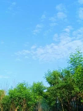 Trees with blue sky background. Stock Photos