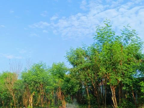 Trees with blue sky background. Stock Photos