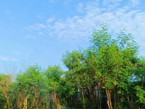 Trees with blue sky background. Stock Photos