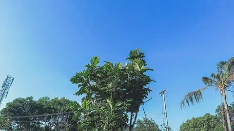 Trees with blue sky background. Stock Photos