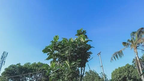 Trees with blue sky background. Stock Photos