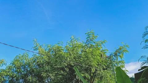 Trees with blue sky background. Stock Photos