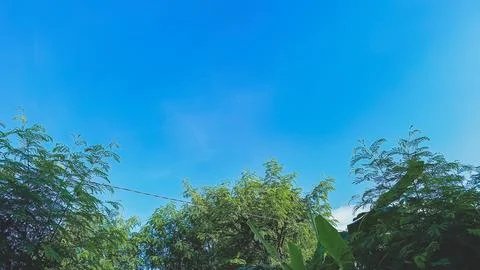 Trees with blue sky background. Stock Photos