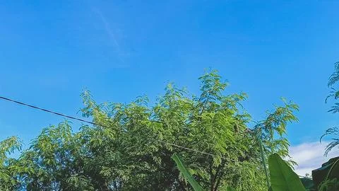 Trees with blue sky background. Stock Photos