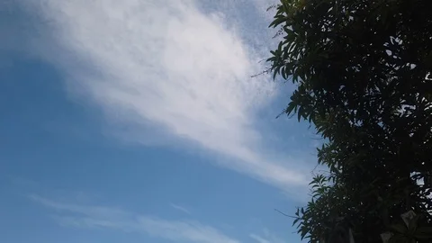 Trees with a blue sky background. The view looked up. Stock Footage 107130628