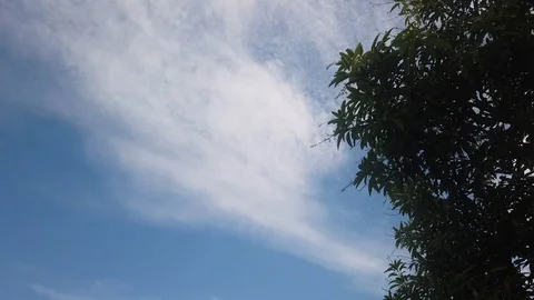 Trees with a blue sky background. The view looked up. Stock Footage 107130689