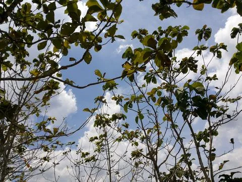 Trees with blue sky clouds background. Nature background Stock Photos