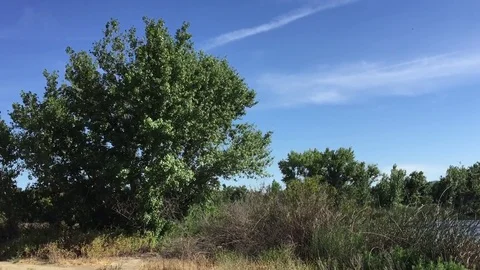 Trees with Blue Sky Stock Footage 75593089