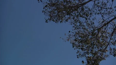 Trees with Blue Sky Stock Footage 106268961