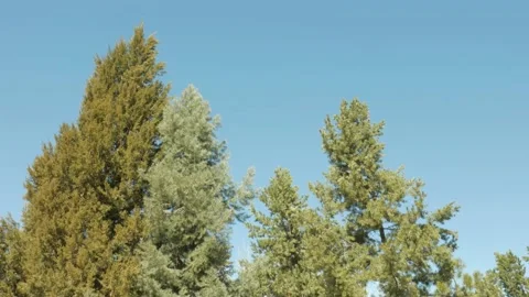 Trees On Blue Sky Stock-Footage 237556785