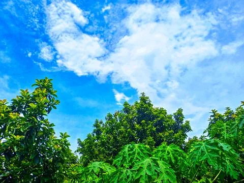 Trees with blue sky nd white clouds Stock Photos