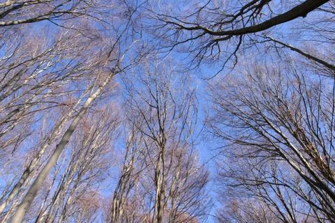 Trees with blue sky 写真素材